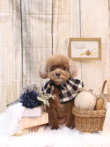 20241005フーちゃん